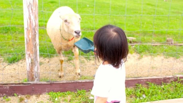 羊に餌をやる女の子