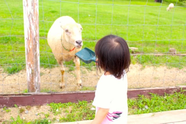 羊に餌をやる女の子