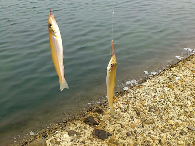 ちょい投げ釣りで釣れた二匹のシロギス