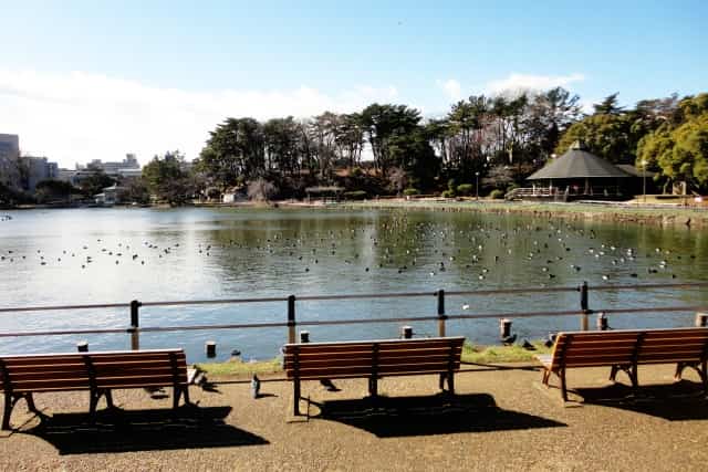 千葉公園の綿打池とベンチ